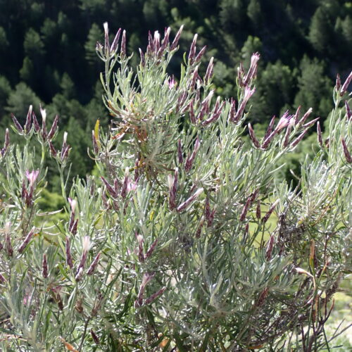 Staehlina Dubia3 StGenis 15 06 26 24