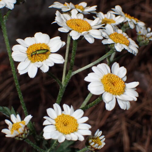 Tanacetum Corymbosum StGenis 15 06 26 83