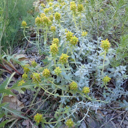 Teucrium Aureum StGenis 15 06 26 126