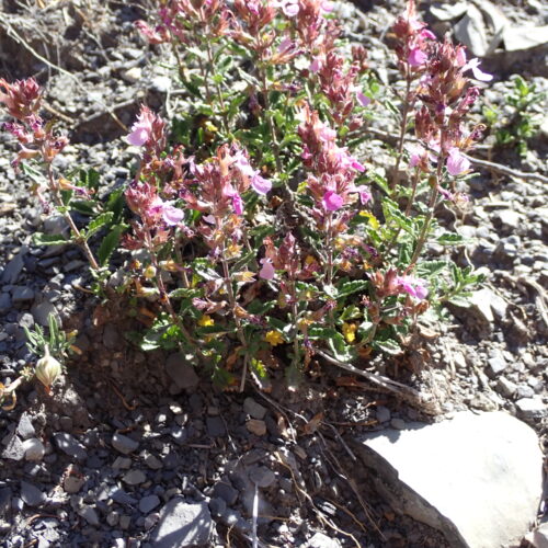 Teucrium Chamaedrys StGenis 15 06 26 13