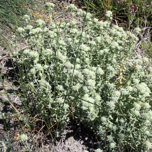 Teucrium Polium StGenis 15 06 26 9