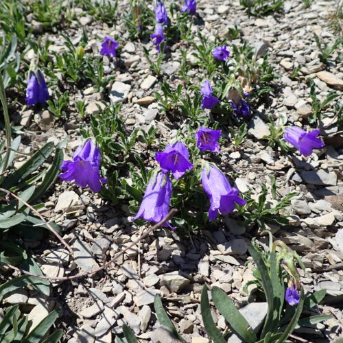 148Gleize 01 07 26