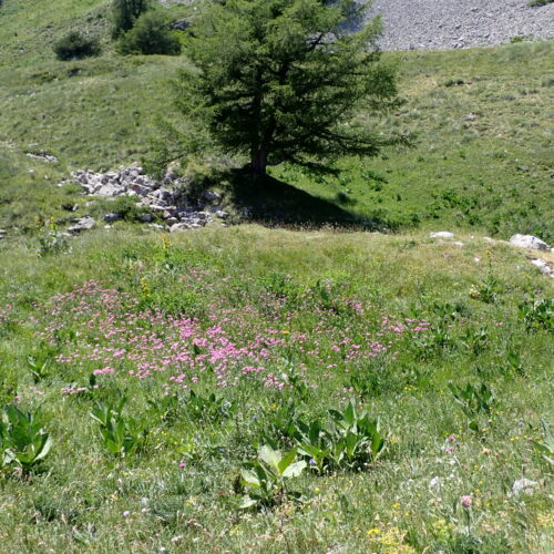 219Gleize 01 07 26