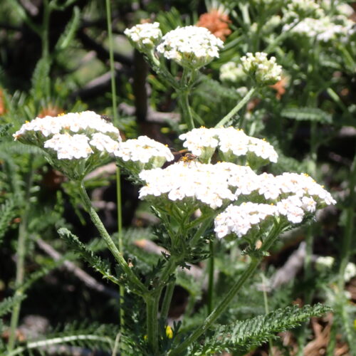 Achillea Millefolium 82Gleize 01 07 26