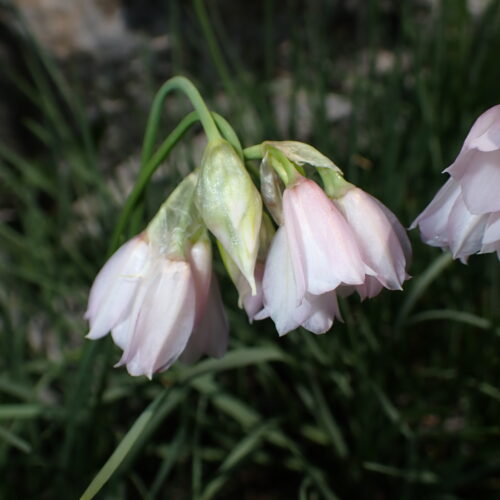 Allium Narcissiflorum 212Gleize 01 07 26