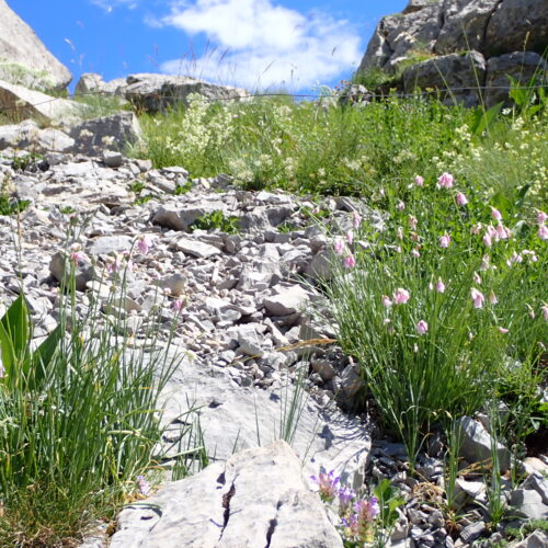 Allium Narcissifolium 106Gleize 01 07 26