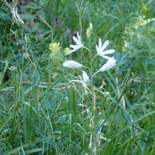 Anthericum Liliago 29Gleize 01 07 26