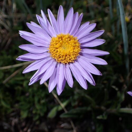 Aster Alpinus 116Gleize 01 07 26