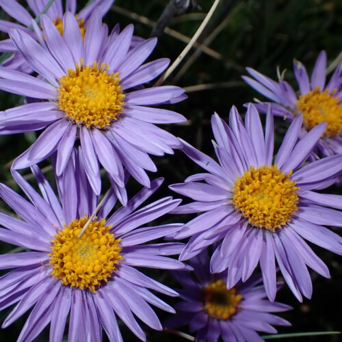 Aster Alpinus 117Gleize 01 07 26