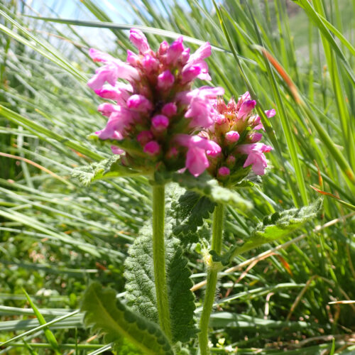 Betonica Hirsuta 1201Gleize 01 07 26