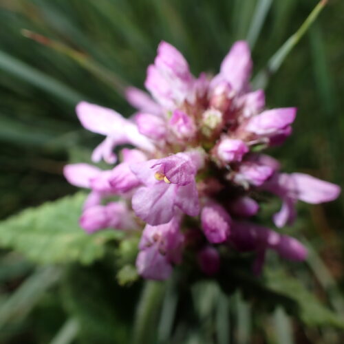 Betonica Hirsuta 199Gleize 01 07 26