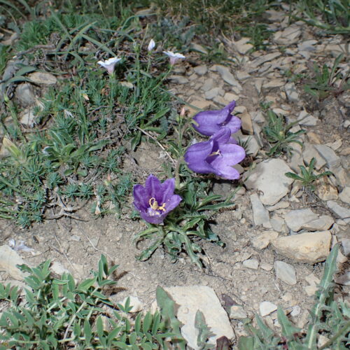Campanula Alpestris 137Gleize 01 07 26