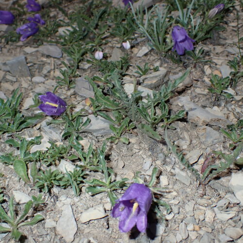 Campanula Alpestris 138Gleize 01 07 26