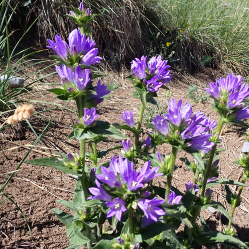 Campanula Glomerata 233Gleize 01 07 26