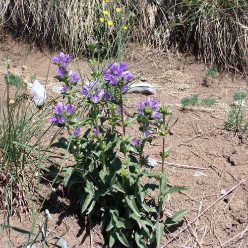 Campanula Glomerata 64Gleize 01 07 26