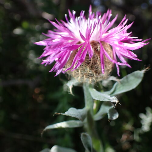 Centaurea Uniflora 227Gleize 01 07 26