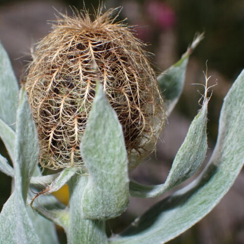Centaurea Uniflora 76Gleize 01 07 26
