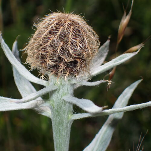 Centaurea Uniflora 77Gleize 01 07 26