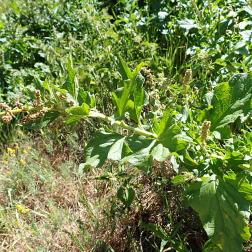 Chenopodium Bonus Henricus 243Gleize 01 07 26