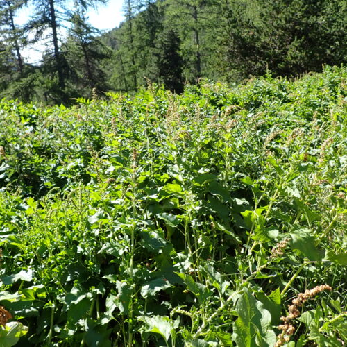 Chenopodium Bonus Henricus 244Gleize 01 07 26