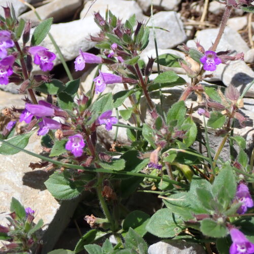 Clinopodium Alpinum 111Gleize 01 07 26