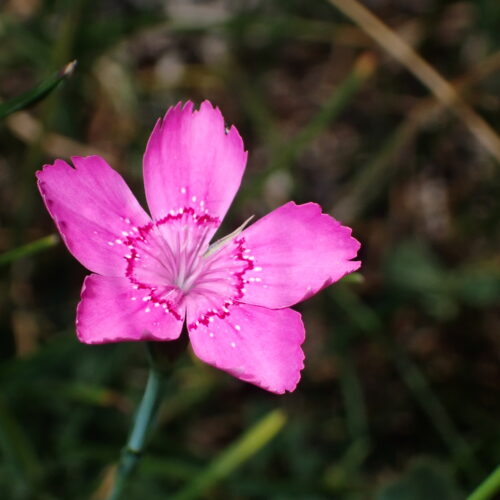 Dianthus Deltoides 87Gleize 01 07 26