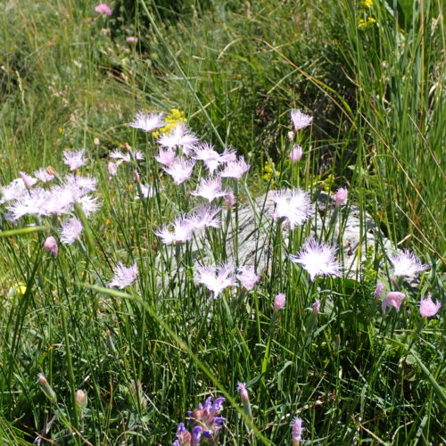 Dianthus Hyssopifolius 65Gleize 01 07 26