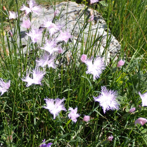 Dianthus Hyssopifolius 66Gleize 01 07 26