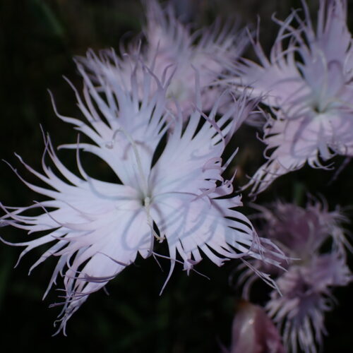 Dianthus Hyssopifolius 67Gleize 01 07 26