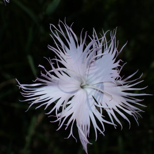 Dianthus Hyssopifolius 68Gleize 01 07 26