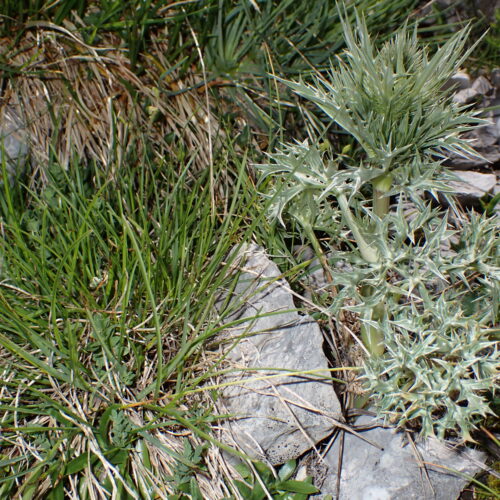 Eryngium Spinalba 123Gleize 01 07 26