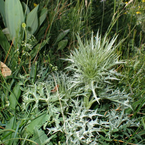 Eryngium Spinalba 69Gleize 01 07 26