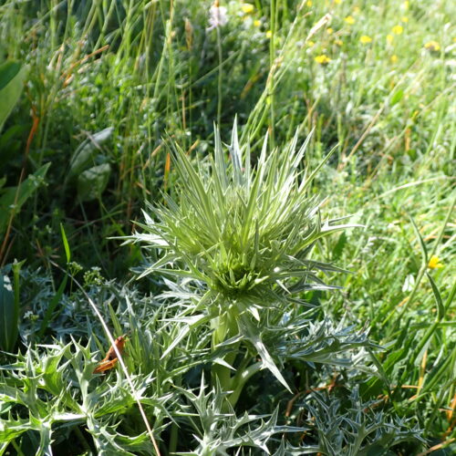 Eryngium Spinalba 70Gleize 01 07 26