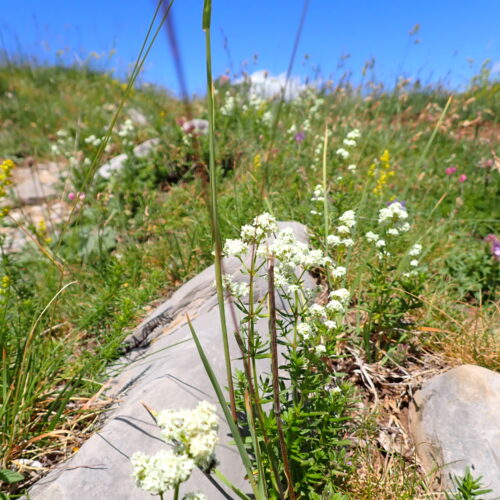 Galium Boreale 223Gleize 01 07 26