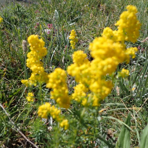 Galium Verum 216Gleize 01 07 26