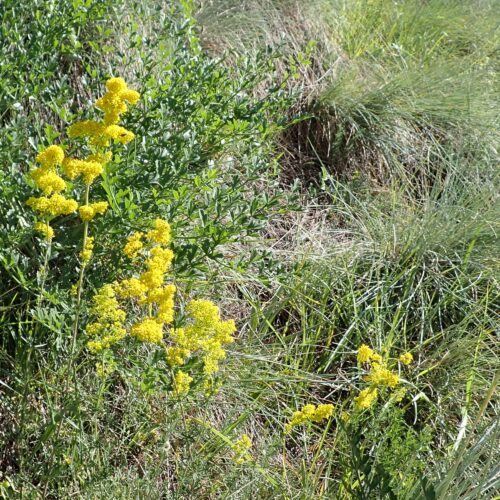 Galium Verum 31Gleize 01 07 26