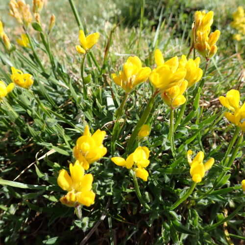 Genista Sagittalis 36Gleize 01 07 26