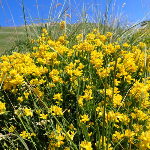 Genista Sagittalis 38Gleize 01 07 26