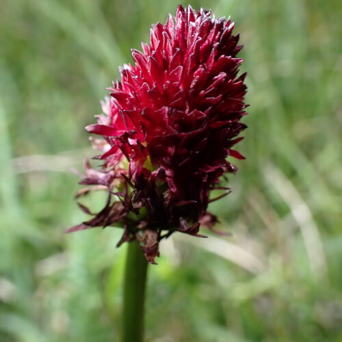 Gymnadenia Nigra Ssp Rhellicani Idk30 168Gleize 01 07 26