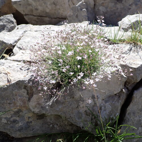 Gypsophila Repens 125Gleize 01 07 26