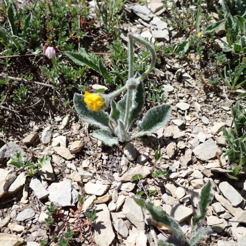 Hieracium Tomentosum 160Gleize 01 07 26