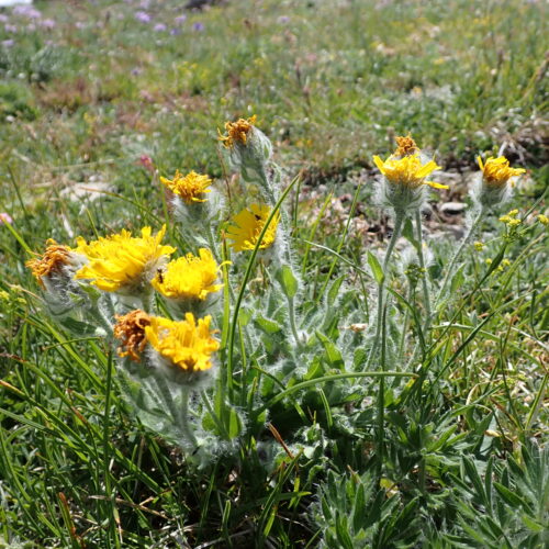 Hieracium Villosum 139Gleize 01 07 26