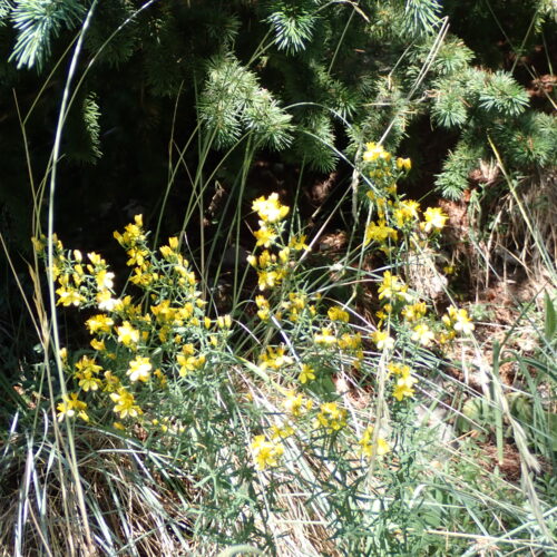 Hypericum Hyssopifolium 22Gleize 01 07 26