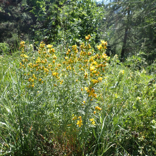 Hypericum Hyssopifolium 6Gleize 01 07 26